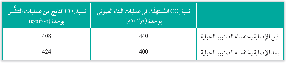 أثر إصابة غابات الصنوبر بهذا النوع من الخنافس في دورة الكربون في الطبيعة